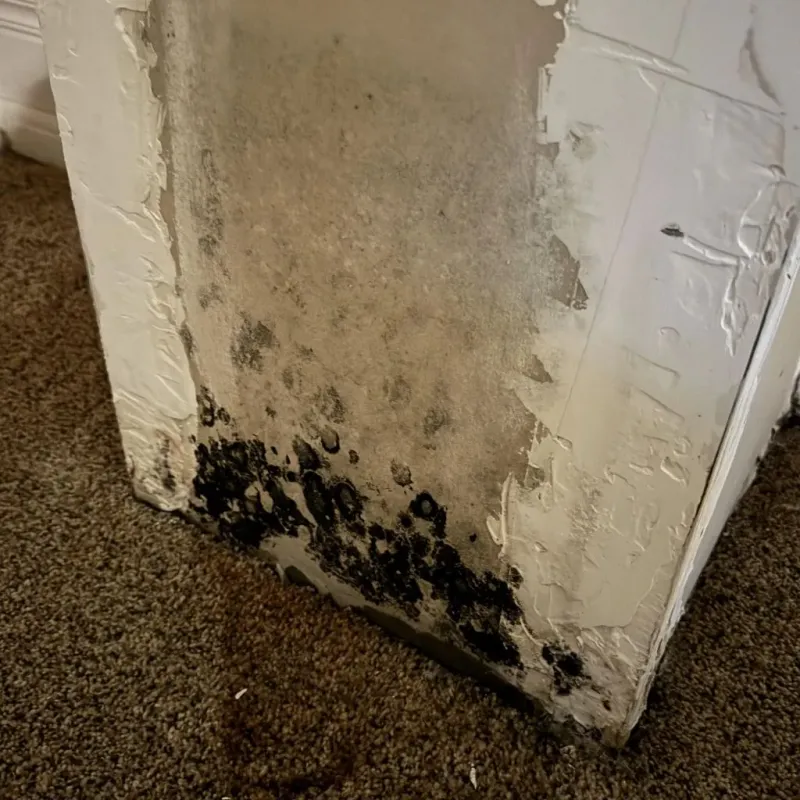 Professional Mold Removal in Redlands, CA
